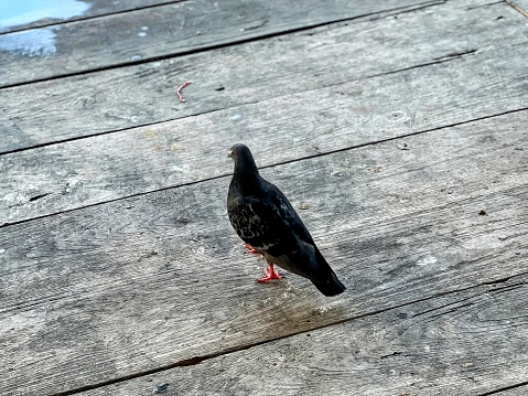 a photography of a pigeon standing on a wooden deck with water in the background.