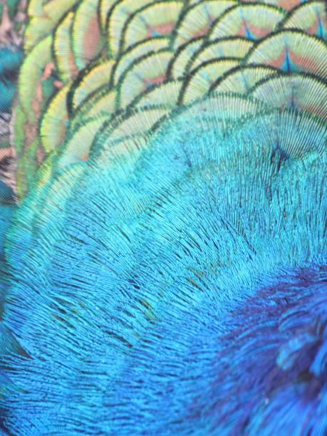 istock a photography of a peacock's feathers with a blue tail. 2124113390