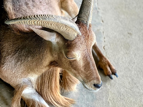 a photography of a goat with long horns laying down on the ground.