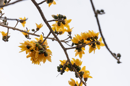 Yellow Cotton Tree  Flower.Bombax ceiba, like other trees of the genus Bombax, is commonly known as cotton tree.