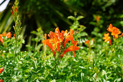 Cape honeysuckle, or Tecoma capensis orange red flowers in Glyfada, Attica, Greece