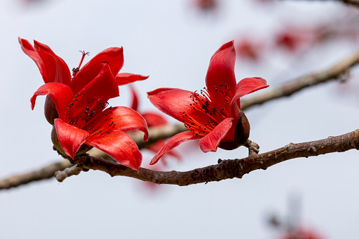 Red Cotton Tree  Flower.Bombax ceiba, like other trees of the genus Bombax, is commonly known as cotton tree.