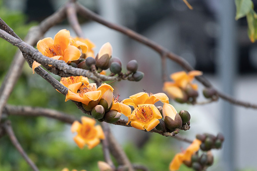 Yellow Cotton Tree  Flower.Bombax ceiba, like other trees of the genus Bombax, is commonly known as cotton tree.