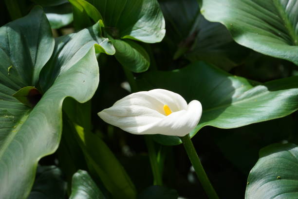 istock Arum lily white flower 2124119854