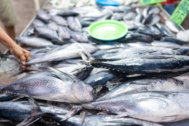 istock People hand choose and buy tuna seafood fish 2124138231