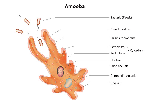Amoeba labeled diagram