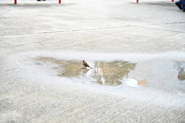 Little Sparrow with Puddle after Rain