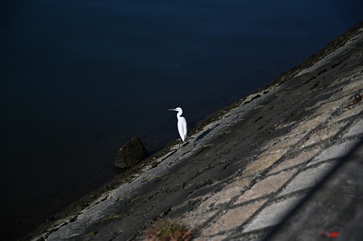 Great Egret Stands near the River