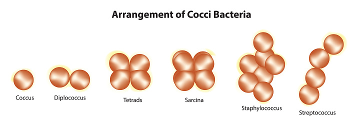 Cocci bacteria classification