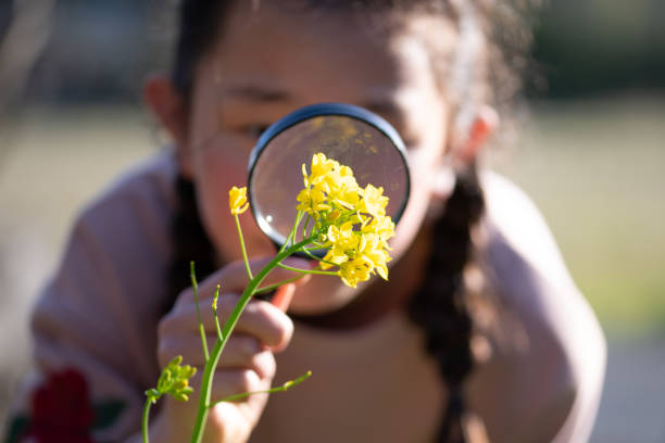 A girl looking at rape blossoms with a magnifying glass