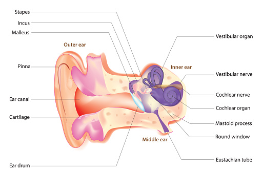 Human ear structure