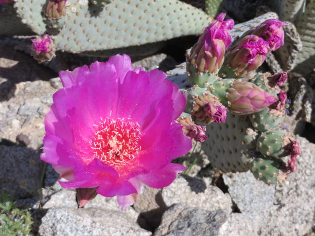 istock Blooming Beavertail Prickly Pear Cactus in Arizona Desert 2124187432