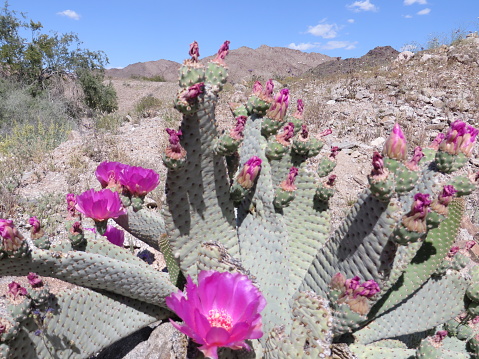 Blooming Beavertail Prickly Pear Cactus in Arizona Desert. High quality photo