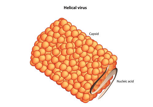 Helical virus anatomy