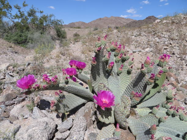 istock Blooming Beavertail Prickly Pear Cactus in Arizona Desert 2124189974