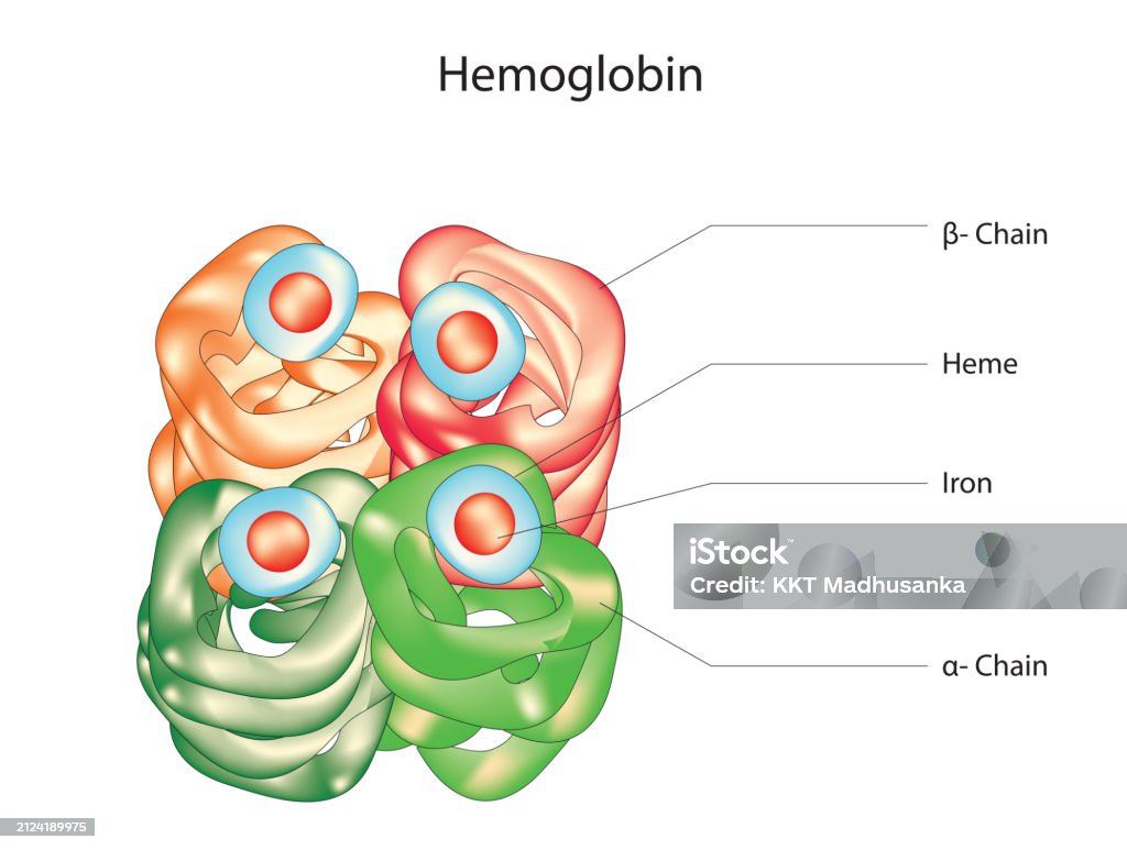 Basic Hemoglobin Genetics Hemoglobin Structure Stock Illustration - Download Image Now - Abstract ...