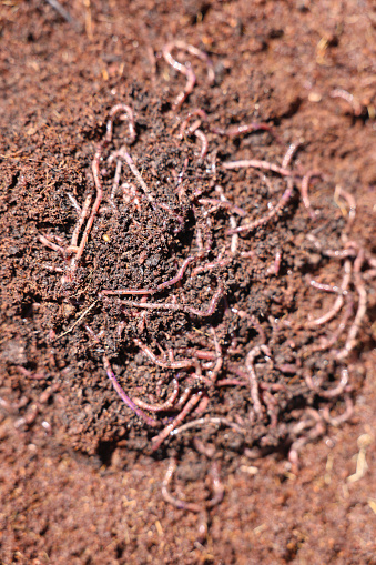 Red Wriggler Composting worms. Worms used for organic gardening and worm composting.