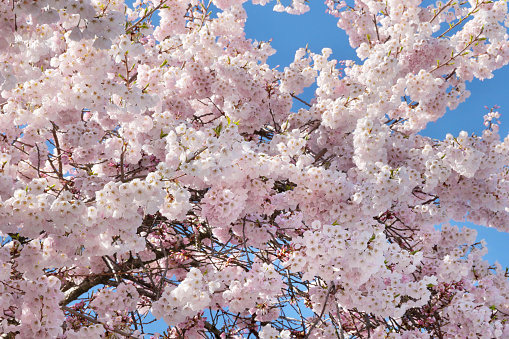 Beautiful Cherry Blossom Tree against a clear blue sky during a spring season in Burnaby, British Columbia, Canada.