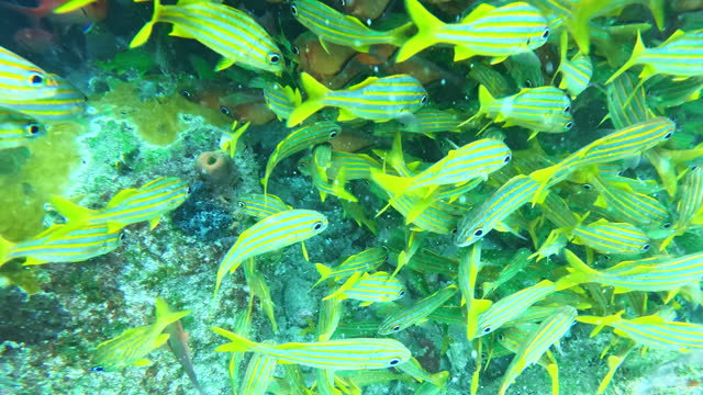 Massive Yellow Snappers Swimming Near Rocks in Sea Underwater