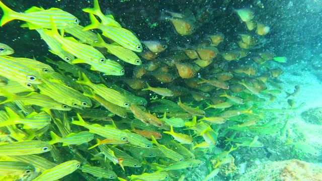 School of Big Eye Yellow Snappers Swimming Near Rock Underwater
