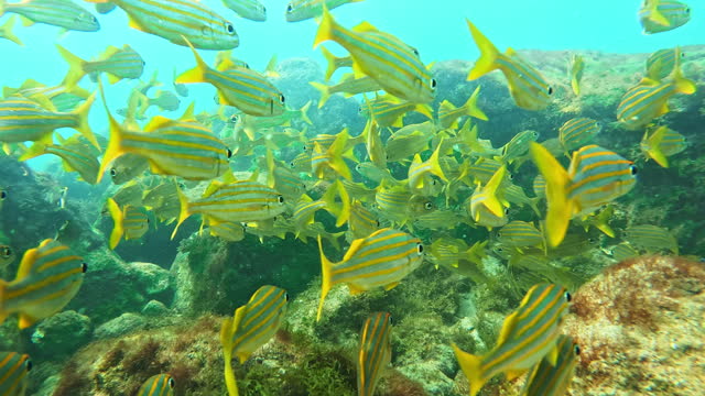 Underwater shot of School of Big Eye Yellow Snappers swimming near Rocks