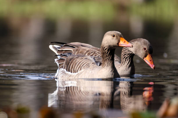 istock two grey geese swimming in a pond 2124251027