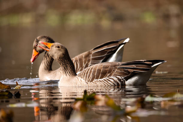 istock two grey geese swimming in a pond 2124251544