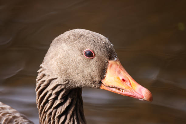 portrait picture of a grey goose head