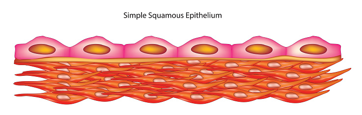 Simple Squamous Without Label Simple Squamous Stock Illustration - Download Image Now - Anatomy ...