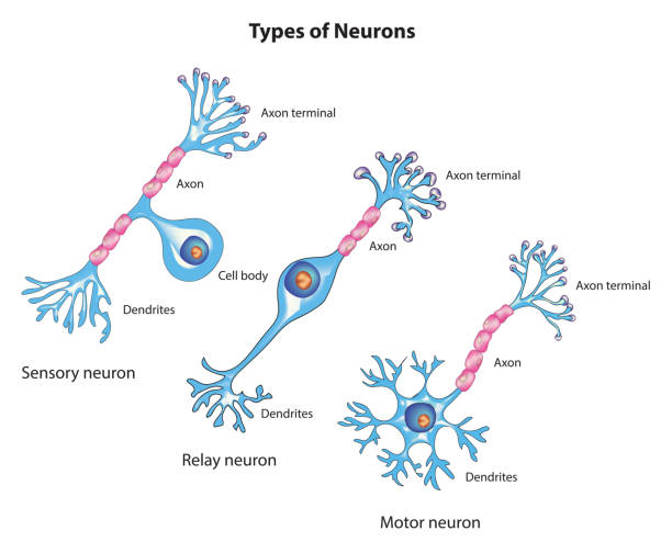 neuron types - nerve cell synapse communication human spine stock illustrations