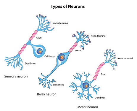 Types of neuron