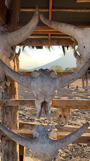 A display of dried fossil of bull longhorn, or similar to texas bull longhorn, hung in the wooden hut at Baluran National Park, Banyuwangi, Indonesia. Nicknamed Africa van Java.