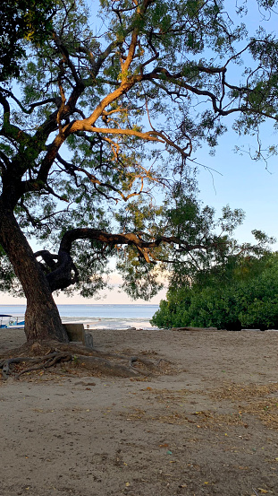 Big Mangrove tree grown on the sandy beach of Bali, Indonesia. Mangrove tree is uniquely known for its branches and its massive roots that crawls on the soil it stems.