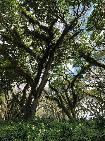 Trembesi Tree in Indonesian, is a very popular tree used for urban planning in most of tropical countries around the equator