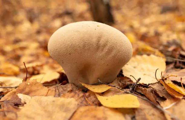 Puffball mushroom grows in the autumn forest. Close-up.