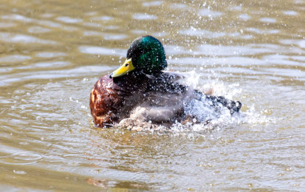 istock Duck splashing in the water on a sunny summer day 2124304768