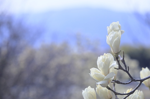 White magnolia blooming in spring