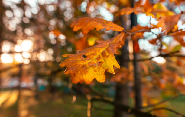 istock Autumn oak leaves in the park. Nature. 2124306827