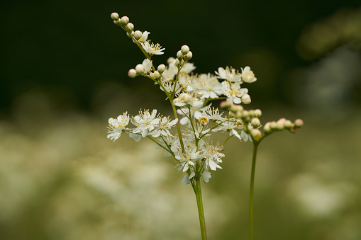 Closeup of small white flowers on a meadow in the wilderness