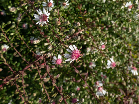 Close-up shot of the Horizontal Calico aster (Aster lateriflorus Britton var. horizontalis) flowering with white flowers that feature purplish-red center disk in the garden