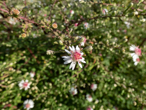 Close-up shot of the Horizontal Calico aster (Aster lateriflorus Britton var. horizontalis) flowering with white flowers that feature purplish-red center disk in the garden