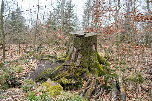 A tree stump in the woods.