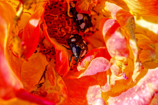 Two tiny black and white Scarab Beetles feeding  on the center of rose flower