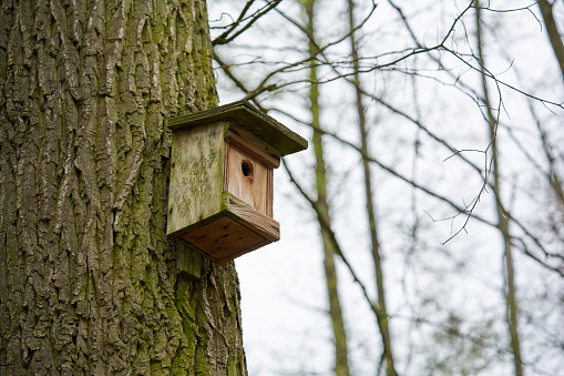 Bird house in a tree on a green background in the woods