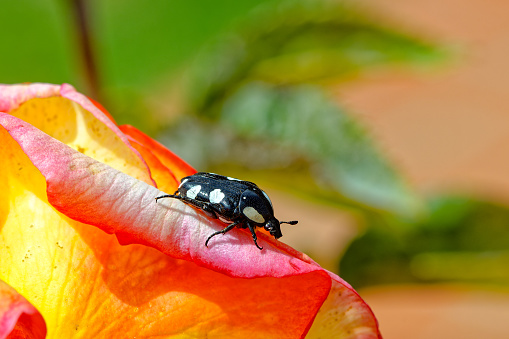 Close-up of back and white Scarab Beetle on rose petal in the Little Karoo, Western Cape, South Africa