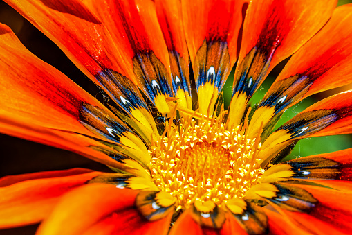 Close-up of center disc showing yellow stamen and pollen on Gazania krebsiana wildflower in the arid Little Karoo, Western Cape, South Africa