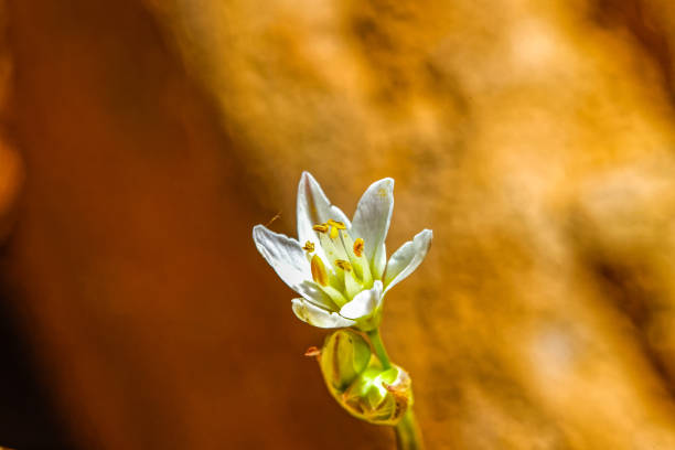 Close-up of tiny Chincherinchee wildflower with slender stem in the arid Little Karoo, Western Cape, South Africa