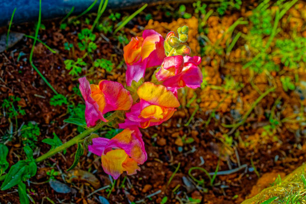 Delicate red, pink and yellow Snapdragon flowers growing in a garden in the arid Little Karoo, Western Cape, South Africa