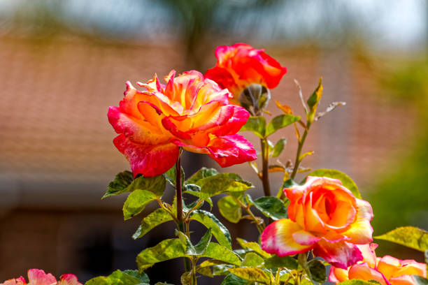 Cheerful and delicate yellow and pink hybrid roses growing in a garden  in the arid Little Karoo, Western Cape, South Africa
