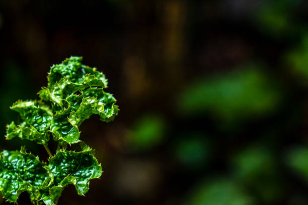 Wall background with light green leaves edged. Closeup nature view of green leaf background. Flat lay, dark nature concept. abstract green leaf texture